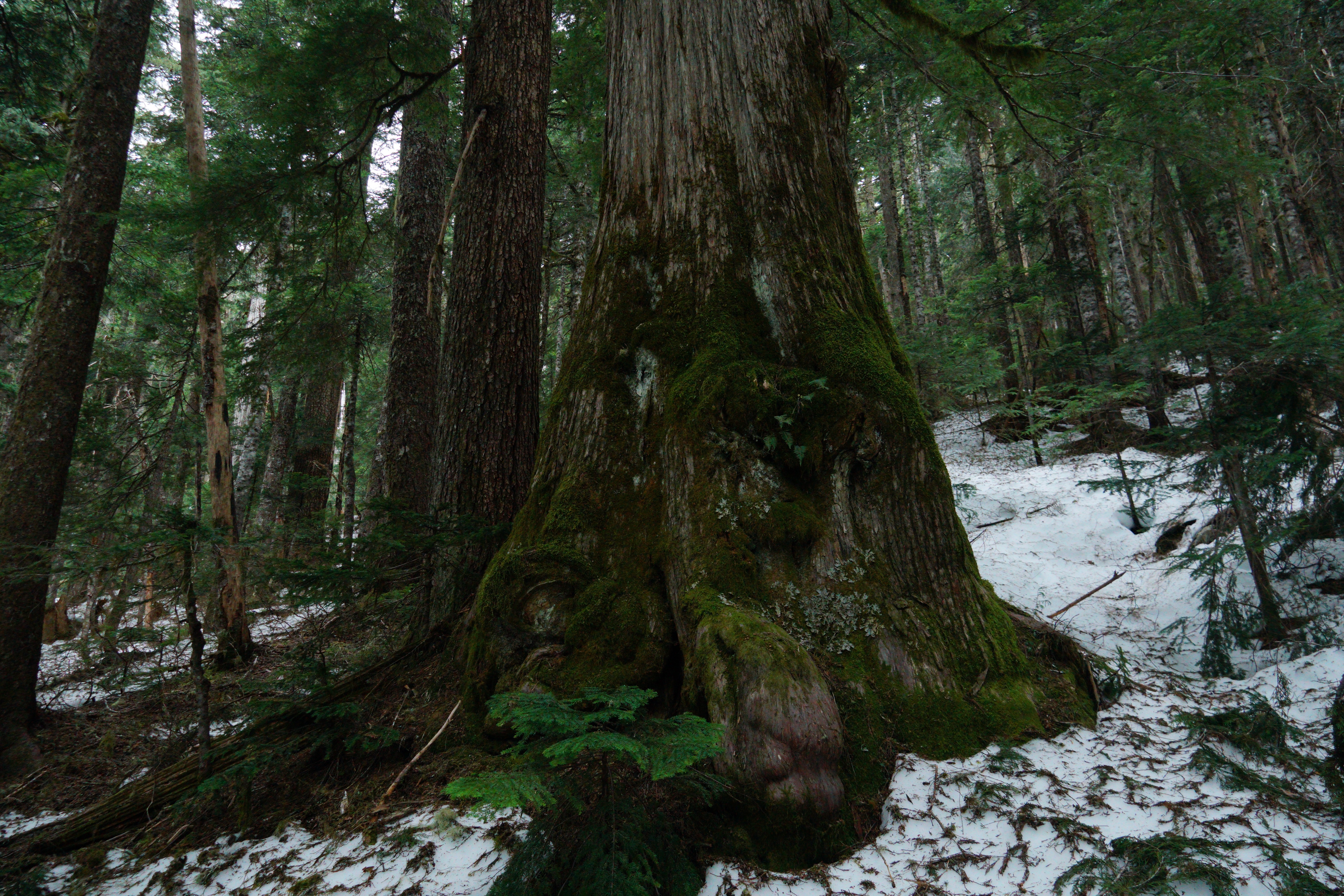 Ancient old-growth tree