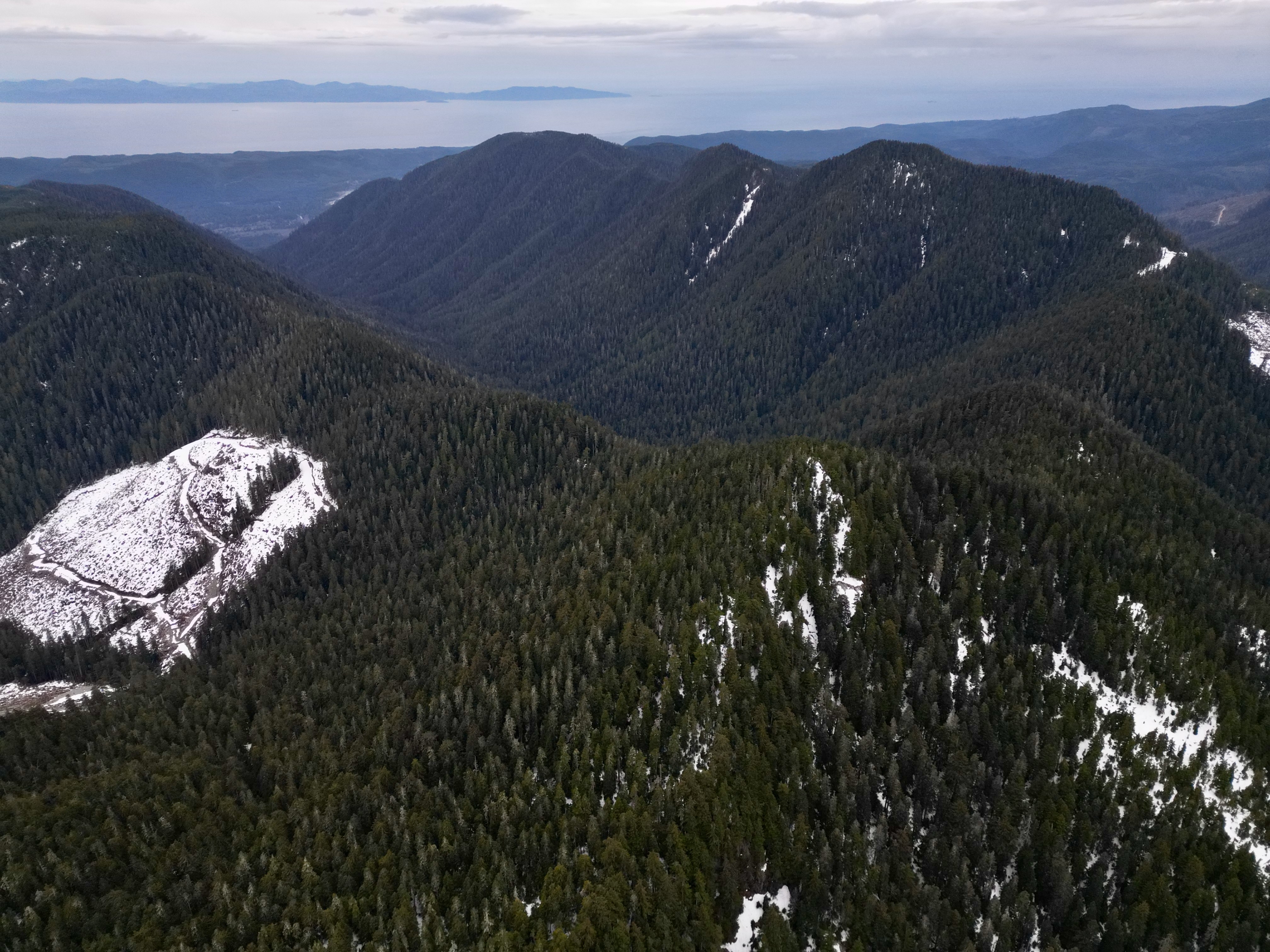 Aerial drone view of BC old-growth valley