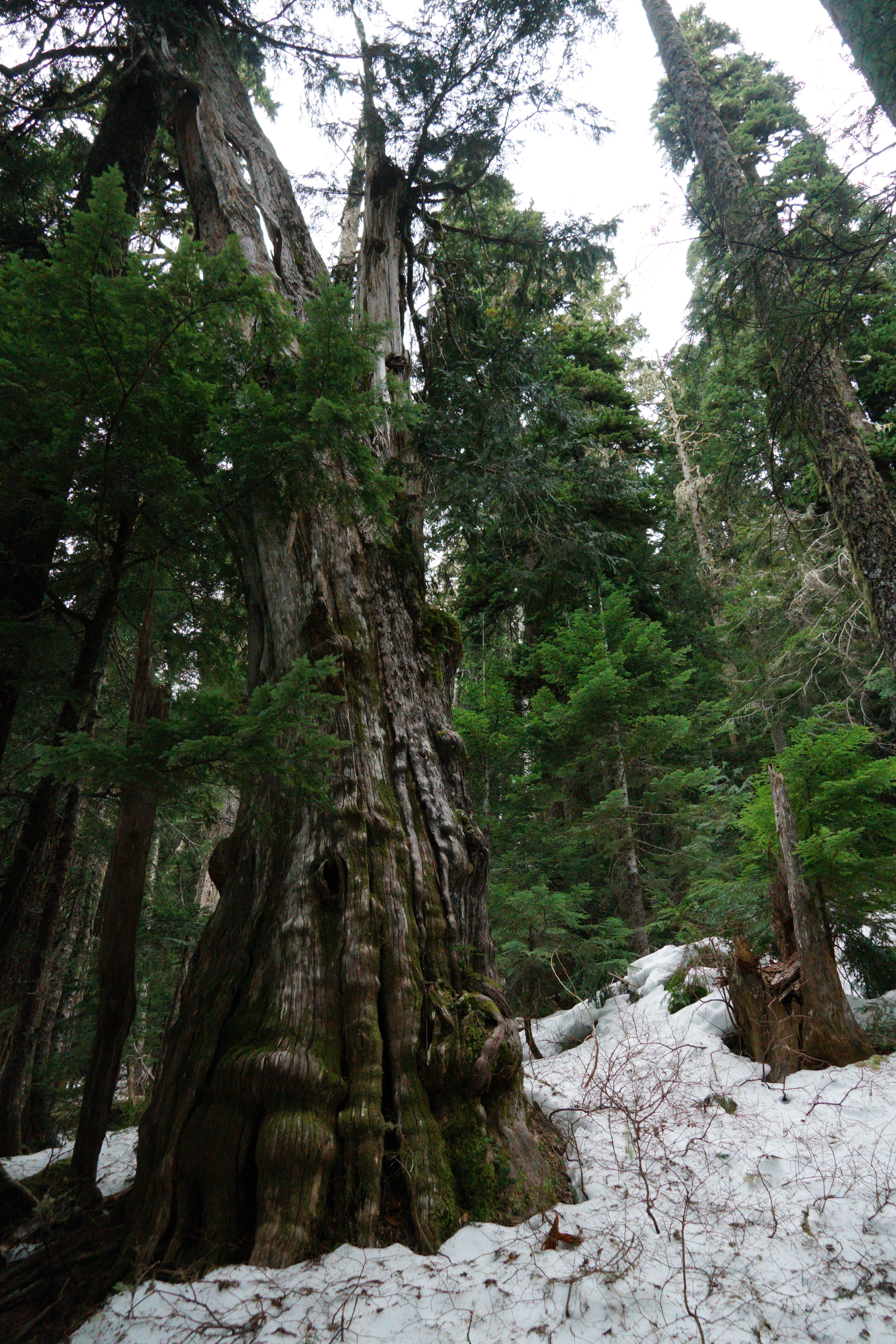Ancient old-growth tree in British Columbia