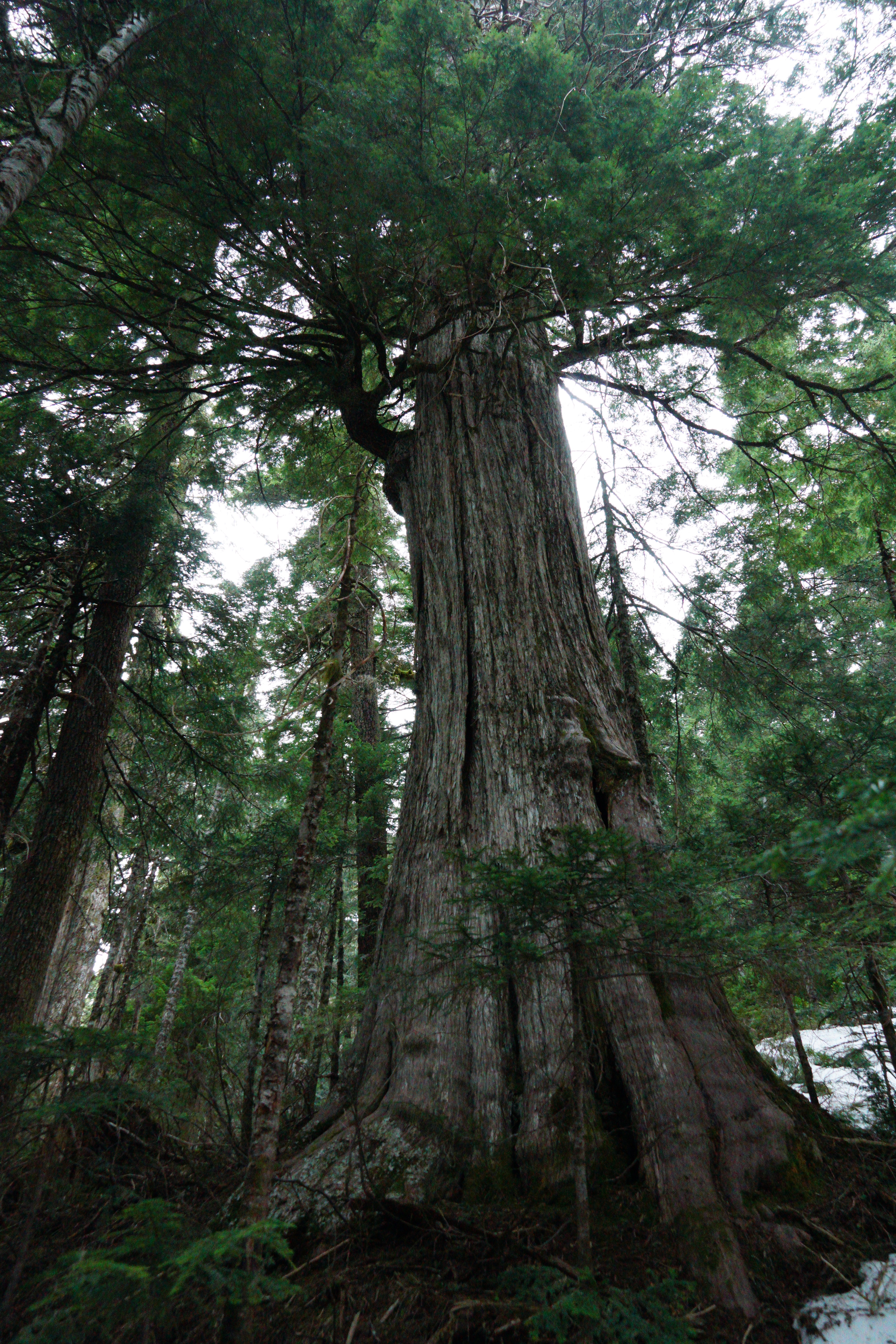 Old-growth forest tree