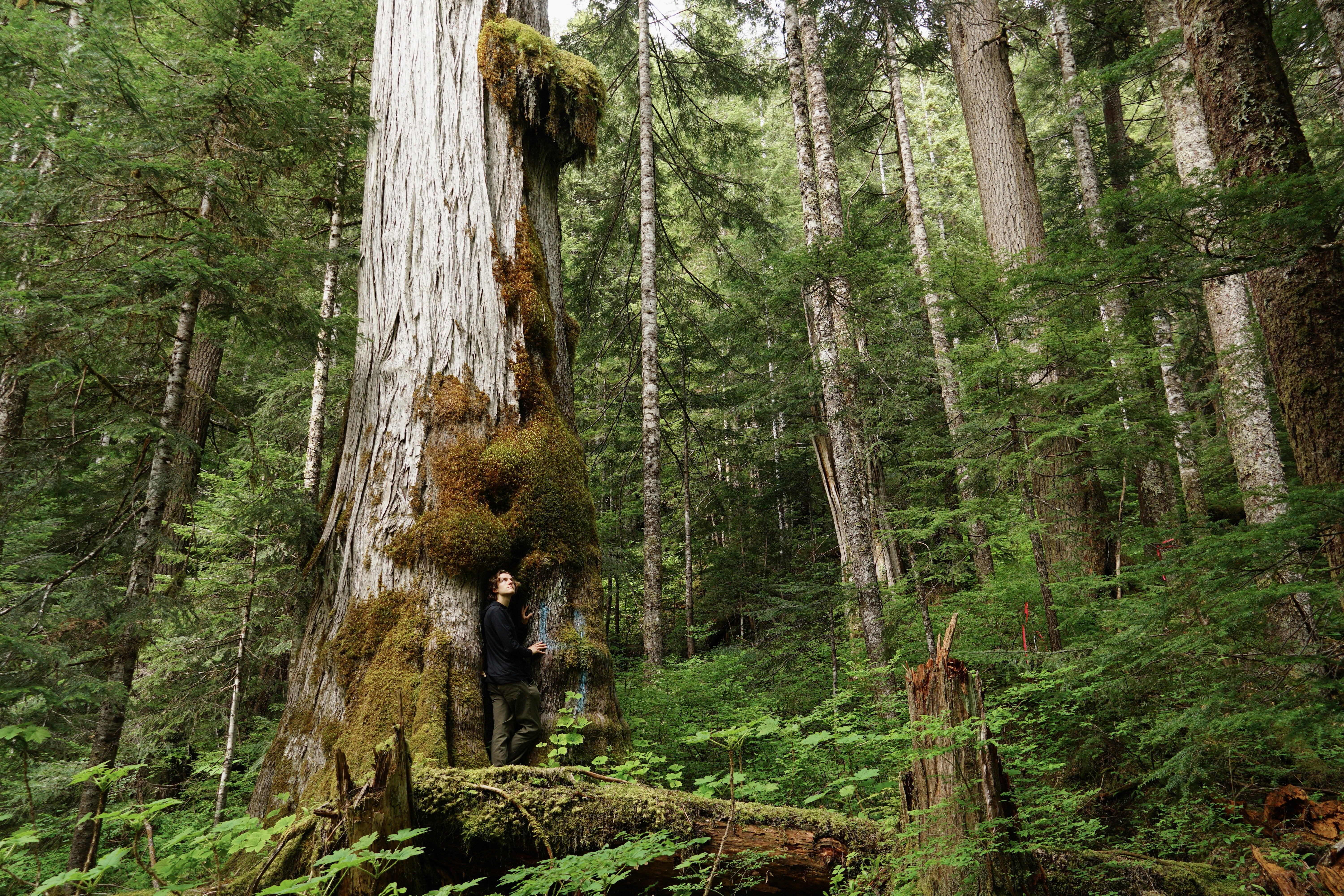 Ancient old-growth tree in Black Creek