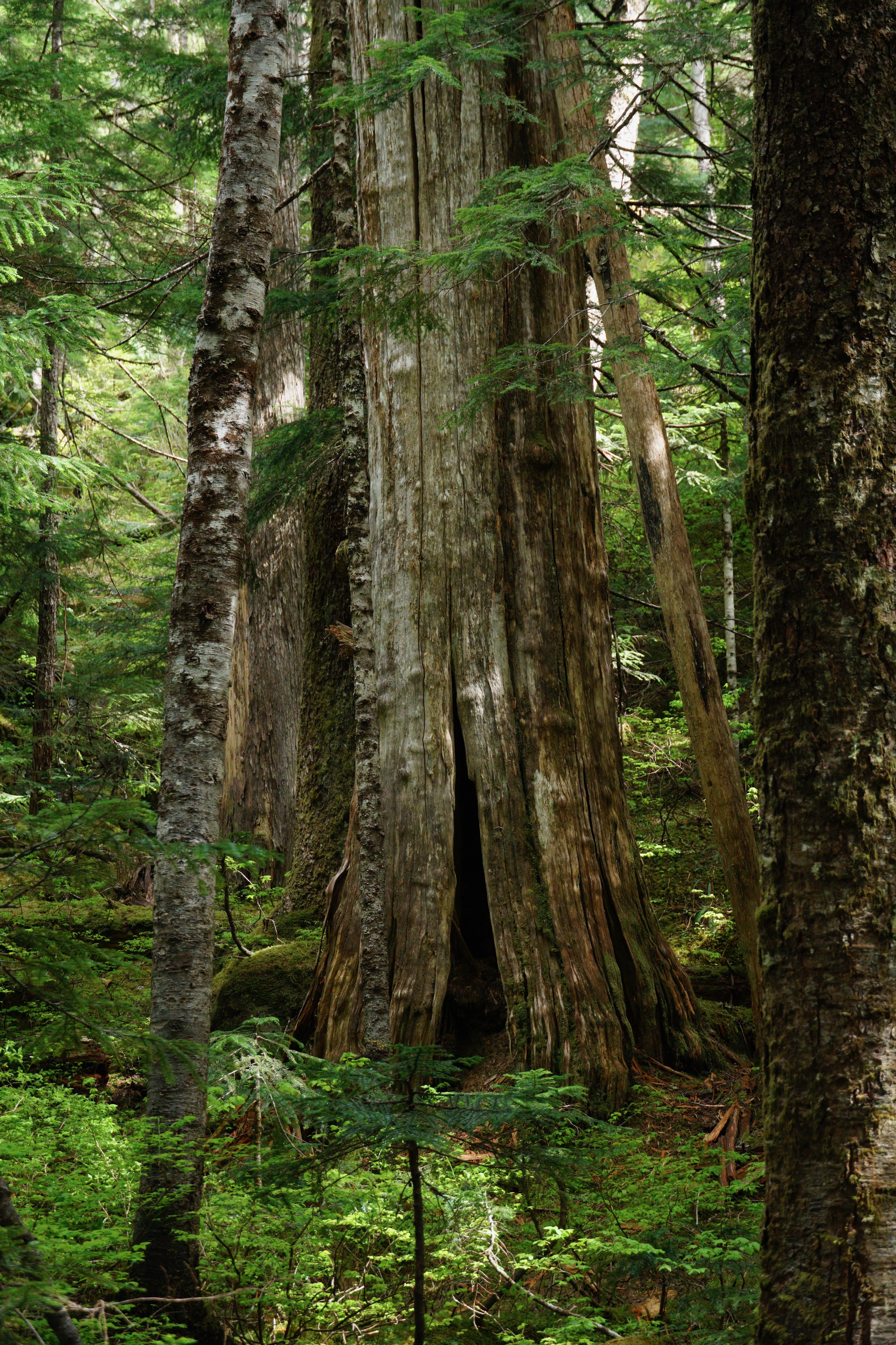 BC old-growth forest