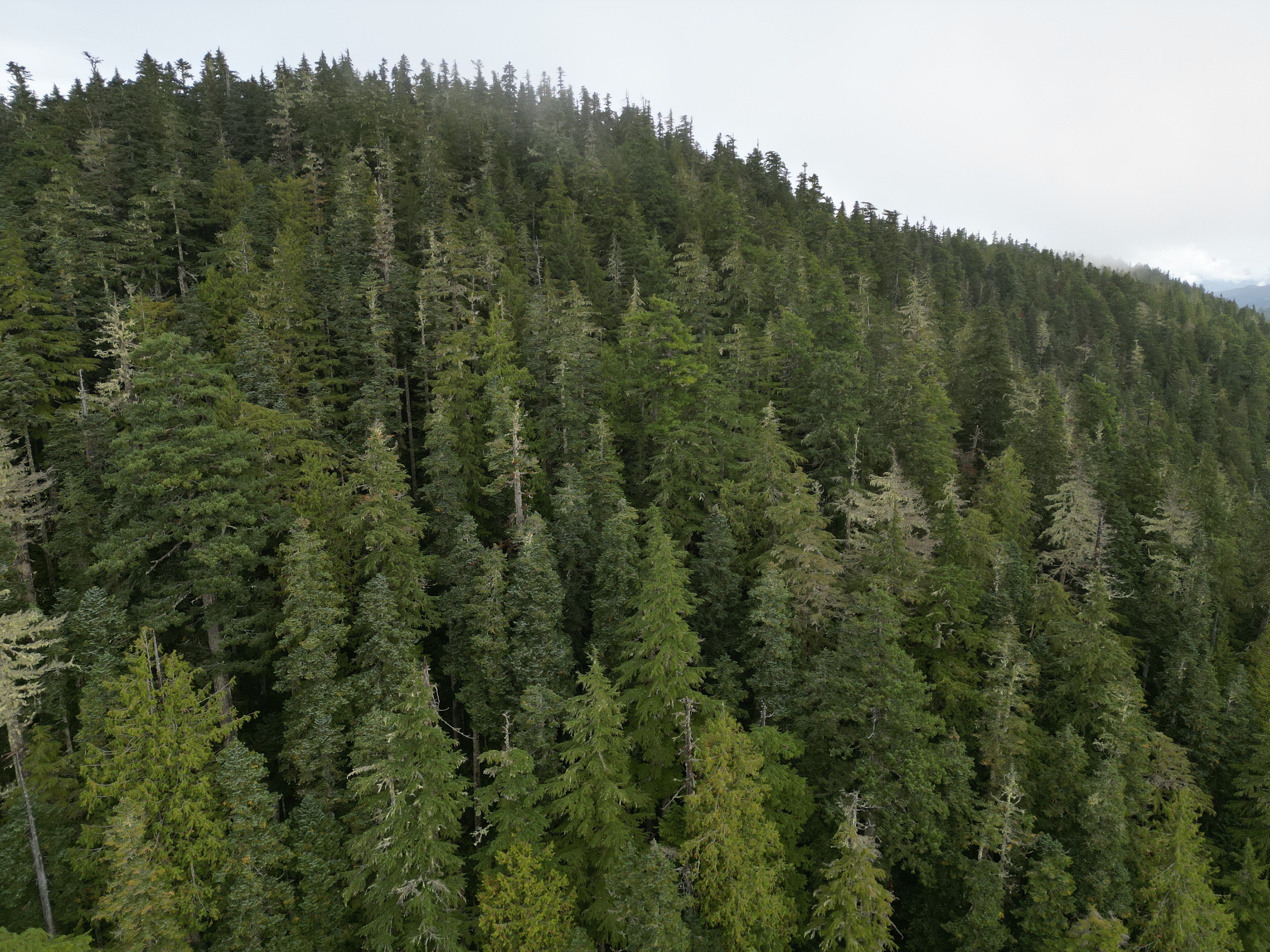 Aerial drone view of BC old-growth valley