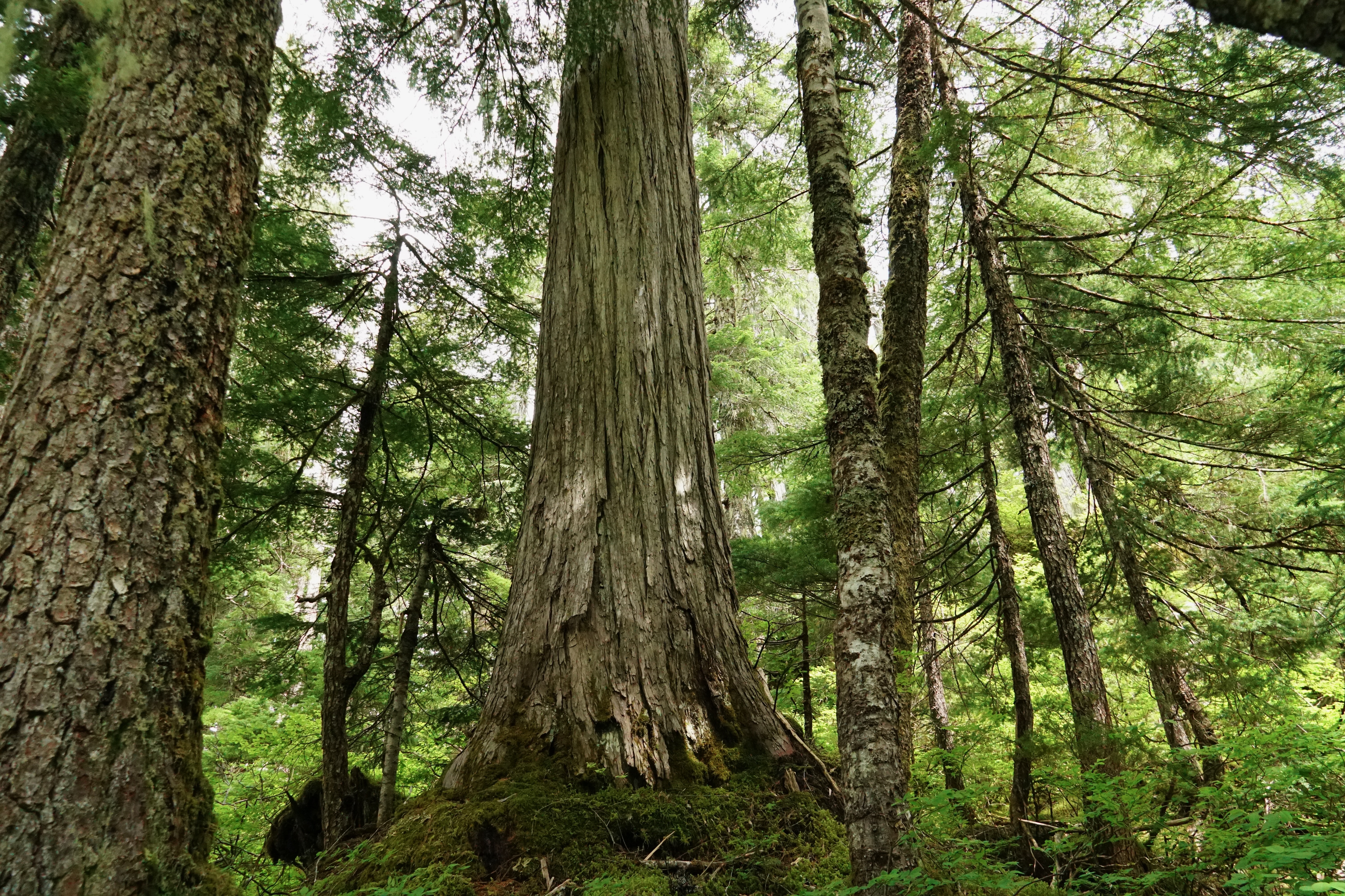 Old-growth yellow cedar